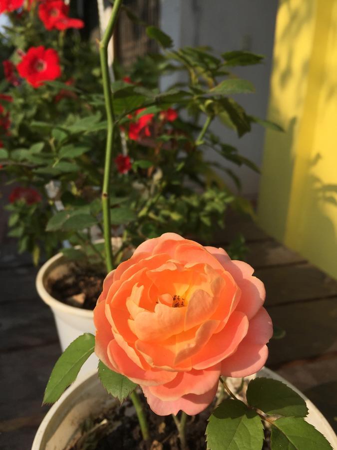 Adam Eva Homestay Ðồng Hới Buitenkant foto